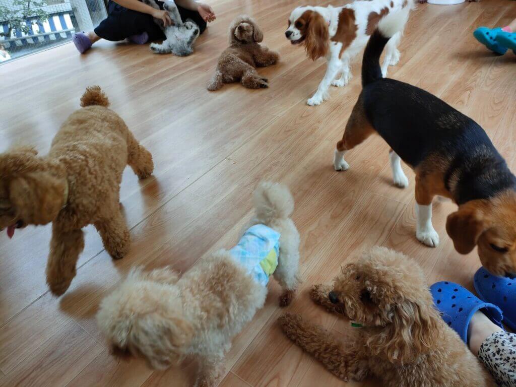 絶対成功 代々木公園駅周辺で朝からデート カフェ お散歩 かわいい犬との触れ合いで素敵な朝を迎えたい方におすすめ Path 代々木公園 Dog Heart From アクアマリン まつげブログ